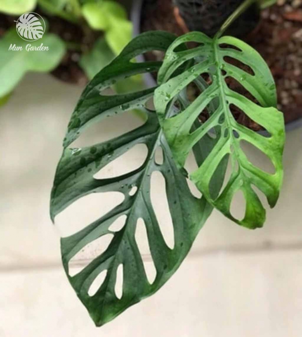 Monstera Adansonii Var Adansonii